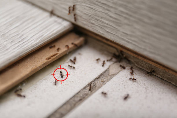 Best Termite Control Services  in Remsenburg Speonk, NY