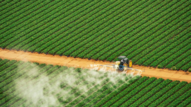 Best Mosquito Control Services  in Remsenburg Speonk, NY