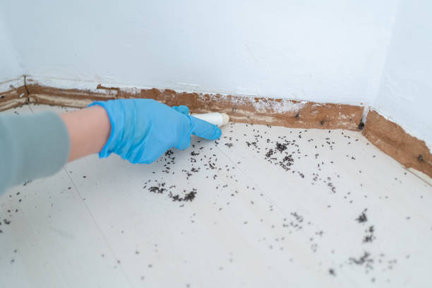 Best Local Pest Control Services  in Remsenburg Speonk, NY